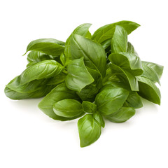 Sweet basil herb leaves bunch isolated on white background