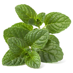 Fresh mint herb leaves isolated on white background cutout