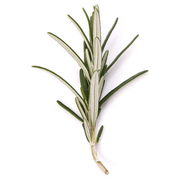 rosemary herb spice leaves isolated on white background cutout