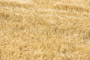 Campo di grano senza cielo