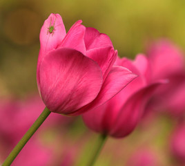 Tulpen mit Heuschrecke