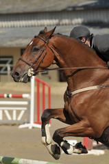saut d'obstacle en &eacute;quitation