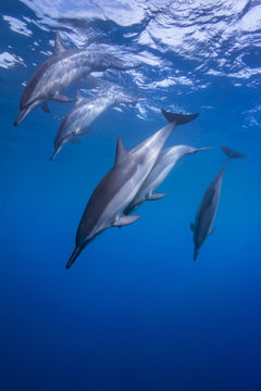 Spinner Dolphins Diving