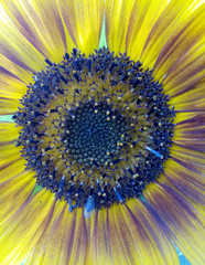 sunflower, Circle , Leaf, Sunflower, Garden, Agriculture, Flora, Bloom , Flower, Head , Natural , yellow , vibrant , green frame , beautiful , beauty , summer, sunflower , field, nature ,