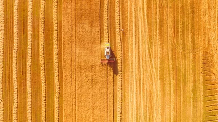 Fotobehang Harvester machine working in field . Combine harvester agriculture machine harvesting golden ripe wheat field. Agriculture. Aerial view. From above. © LALSSTOCK