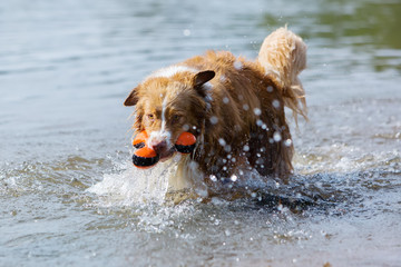 dog plays with a toy in the water