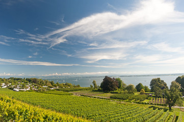 Weinbau am Bodensee