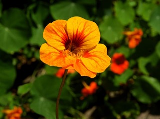 Fototapeta premium orange flowers of nasturtium plant
