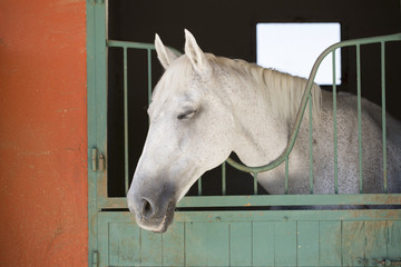 Horse