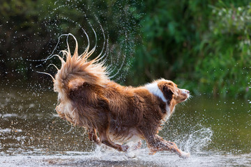 Australian Shepherd is running in a river