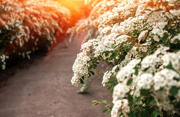 wild white flower bushes at sunset