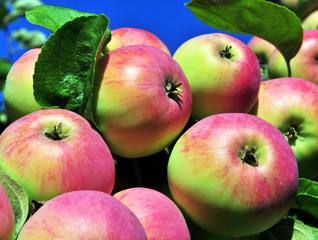 Bunch of red apples