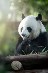 Plakat portrait of nice panda bear eating in summer environment