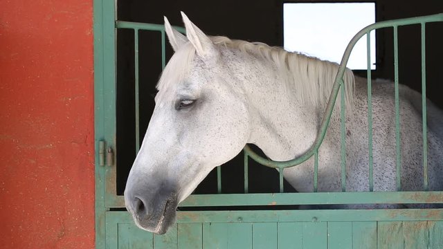 Horse