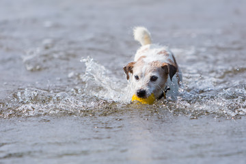 dog retrieves a ball in the water