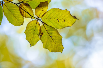 Autumnal colored leaves of European Beech