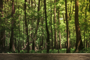 Obraz premium Blurred forest natural background with a board, table, wooden plank in the foreground