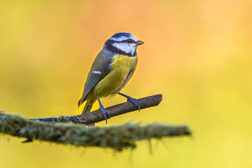 Blue tit in september