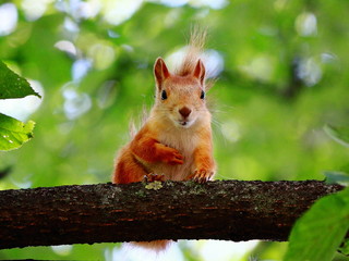 Little squirrel in the autumn wood.