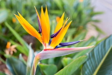 Close up Crane flower or Strelitzia reginaei