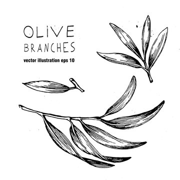 Set of hand drawn vector olive branch and laeves. Olives oil sign. Symbol  peace. Greek religious . Healthy products label. Organic cosmetics. Eco food. Natural element.