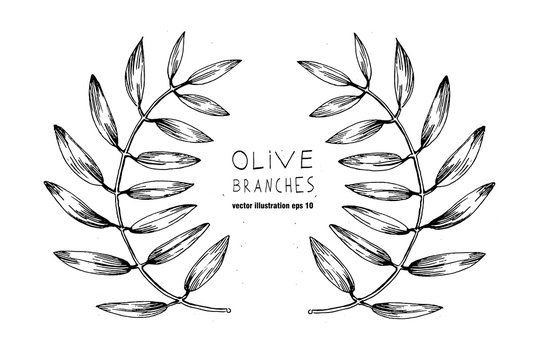 Set of hand drawn vector olive branch logo. Olives oil sign. Symbol peace. Greek religious . Healthy products label. Organic cosmetics. Eco food. Natural element.