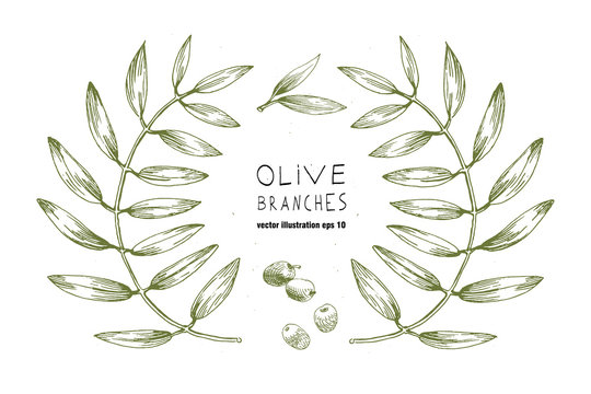 Set of hand drawn vector olive branch logo. Olives oil sign. Symbol peace. Greek religious . Healthy products label. Organic cosmetics. Eco food. Natural element.