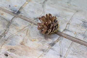Cone lies on the cracked wooden surface