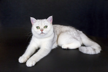 White cat lying on isolated black background
