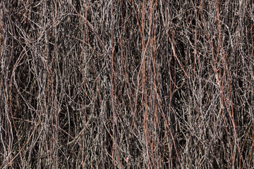 Dried branches on the building wall