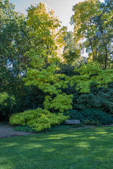 Bench And Green Leaves 2