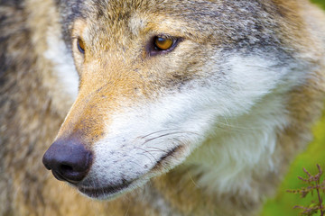 Close-up portrait of a wolf head