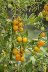 Branch of yellow tomatoes