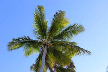 Fototapeta na wymiar Palmen-Krone in der Karibik