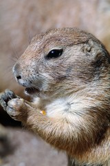Präriehund futtert Maiskorn