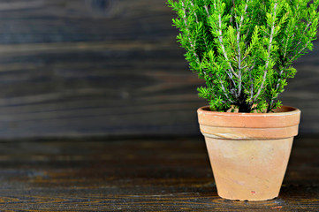 Christmas tree in clay pot on wooden background with copy space