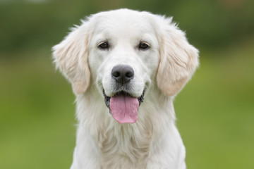 Happy and smiling Golden Retriever dog