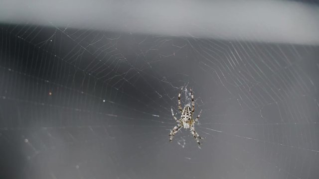 A small brown spider on his web it has brown and white spots hanging and sticking on its big spider web