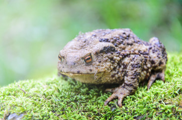 Common Toad (Bufo bufo)on moss in forest