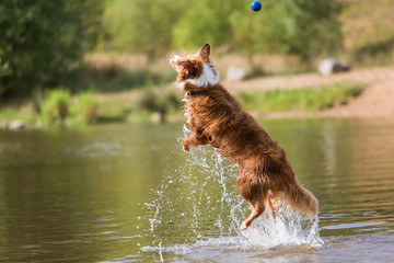 Australian Shepherd dog jumps in a river