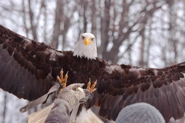 Photo sur Plexiglas Anti-reflet Aigle Landing eagle