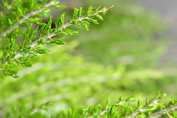 Obraz premium Natural Christmas background