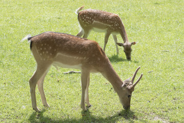 Deer on the meadow, Wild Animal