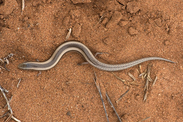 Small Three-toed Skink (Chalcides Minutus)/ Small Three-toed Skink in Moroccan desert
