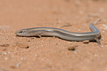 Small Three-toed Skink (Chalcides Minutus)/ Small Three-toed Skink in Moroccan desert