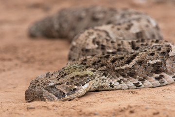 Puff Adder (Bitis Arietans)/Puff Adder in Moroccan desert