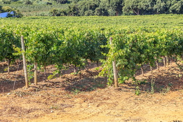 Fototapeta na wymiar Vista da vinha em Portugal