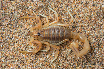 Common Yellow Scorpion (Buthus Occitanus)/Close up of Common Yellow Scorpion