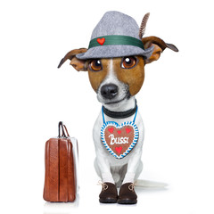 bavarian beer dog