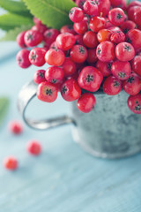 Ripe red rowan berries